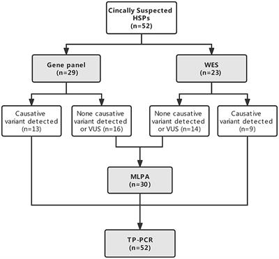 Clinical Features and Genetic Spectrum of Patients With Clinically Suspected Hereditary Progressive Spastic Paraplegia